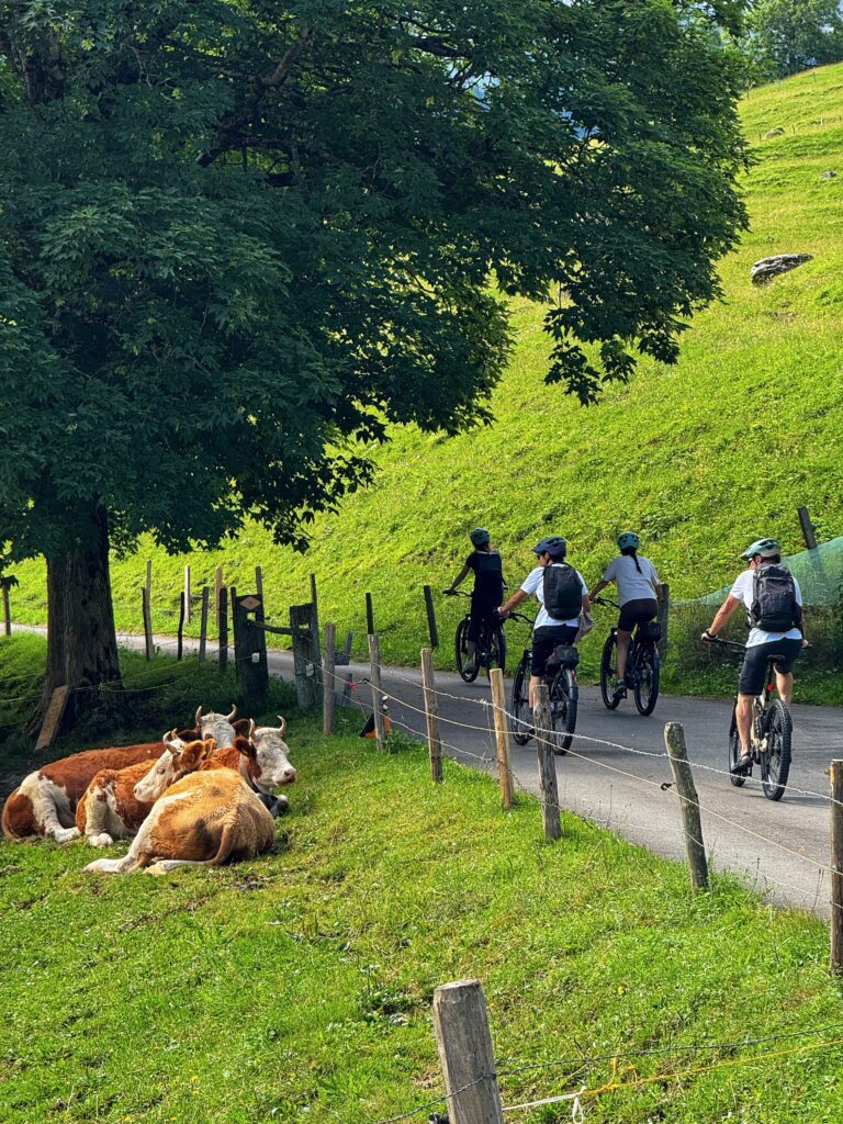 Cyclists riding through Kiental on the Griesalp UNESCO E-bike tour near Interlaken, passing Swiss alpine cows and green mountain scenery.