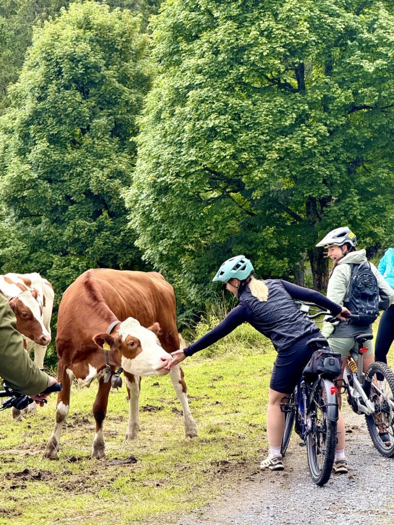 Cyclists meeting cows during the Habkern E-bike tour, a unique Interlaken activities in the Jungfrau region.