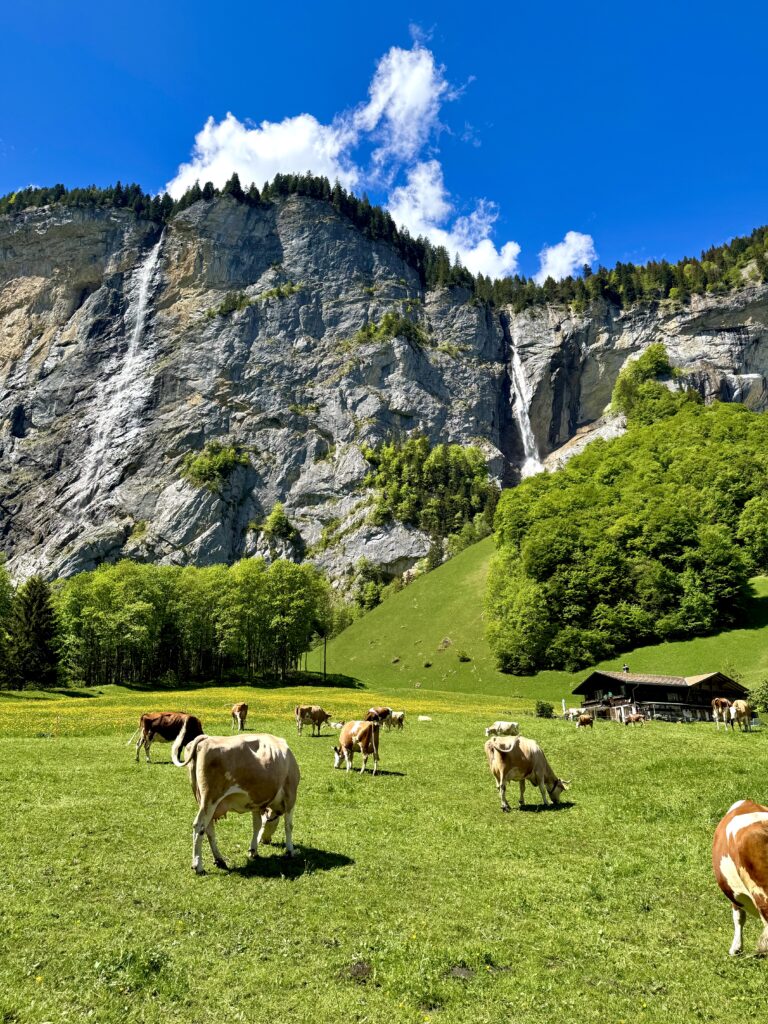 Cows beneath waterfalls in Lauterbrunnen Valley during the 72 Waterfalls E-bike Tour.